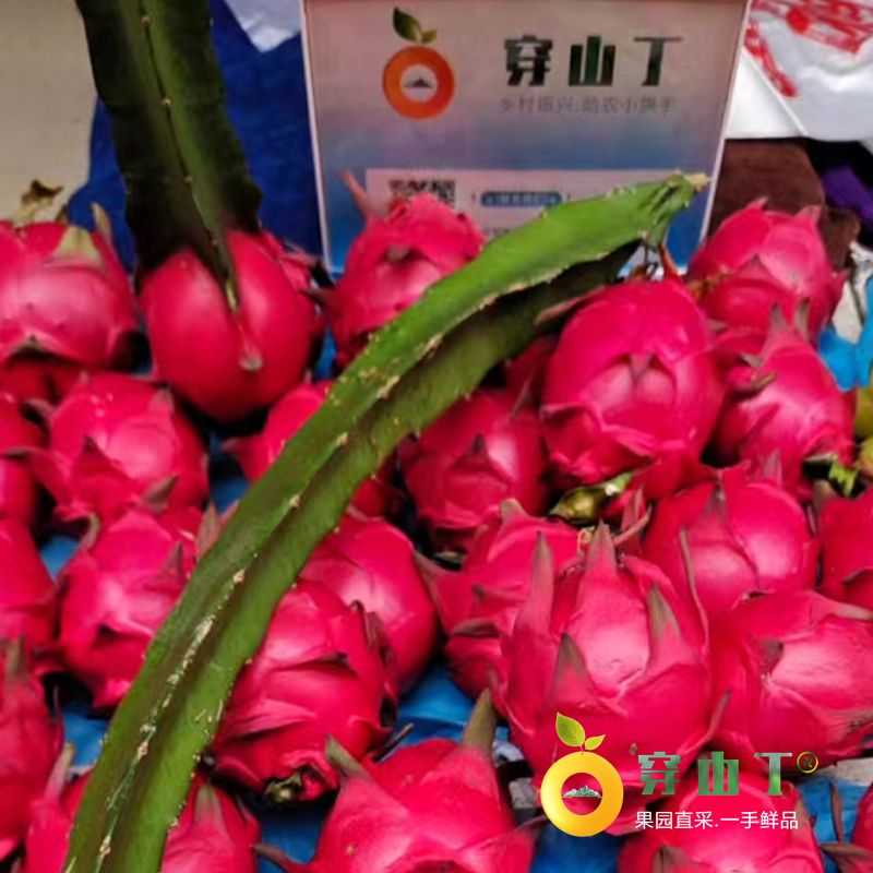 怀化泸阳火龙果_应季水果湖南红心火龙果小图