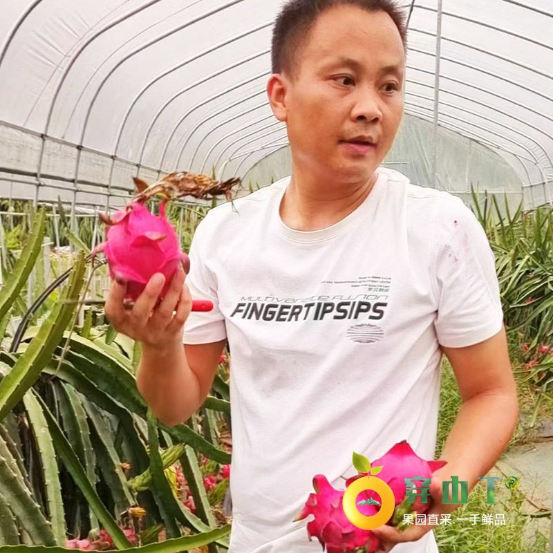 怀化泸阳火龙果_应季水果湖南红心火龙果小图