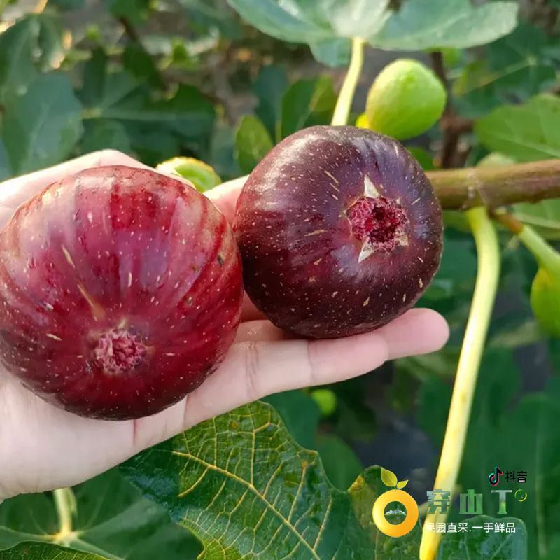 怀化中方县五里村无花果种植基地小图