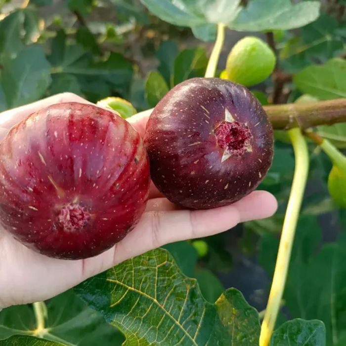 怀化中方县五里村无花果种植基地