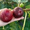 怀化中方县五里村无花果种植基地