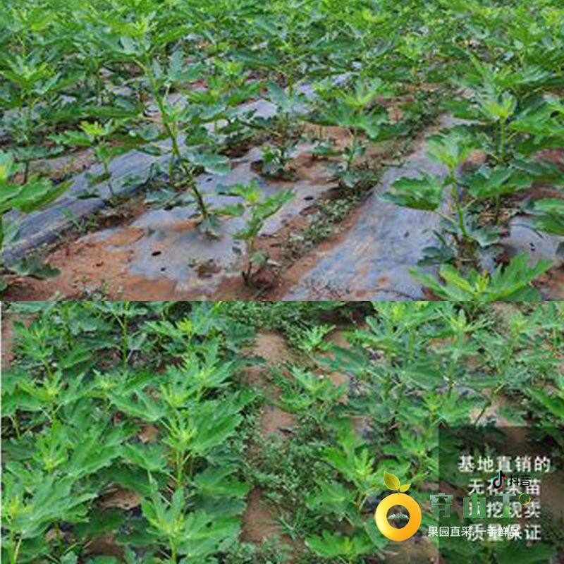 果苗443