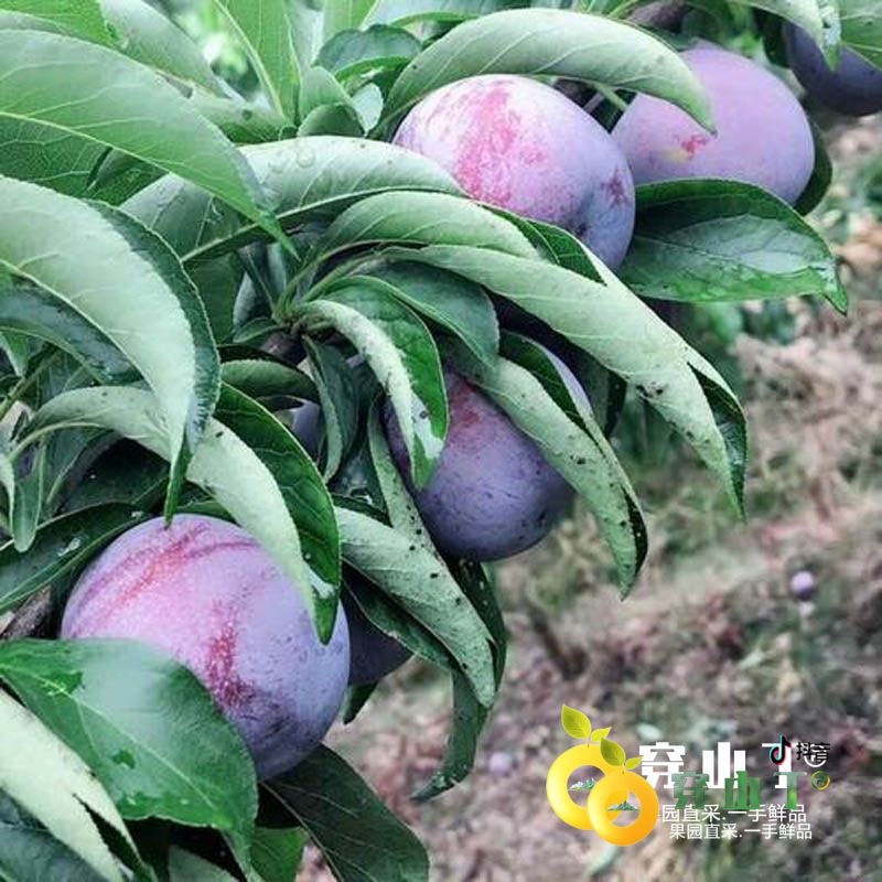 怀化芷江五月脆凤凰李子种植基地小图