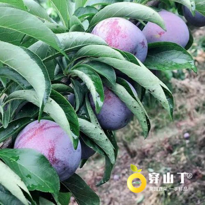 怀化芷江五月脆凤凰李子种植基地