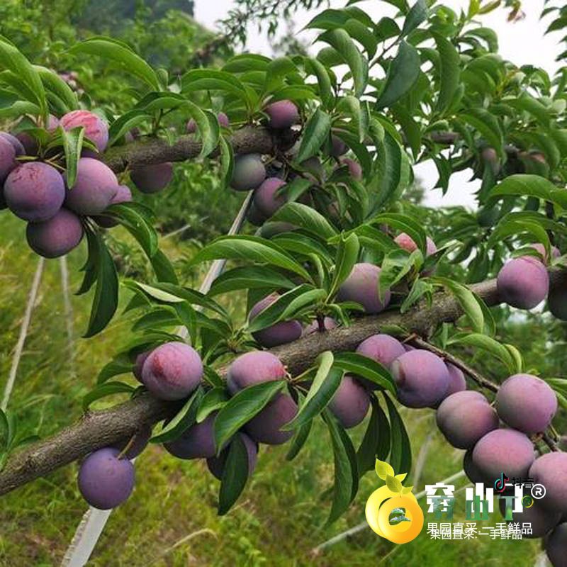 怀化芷江五月脆凤凰李子种植基地小图