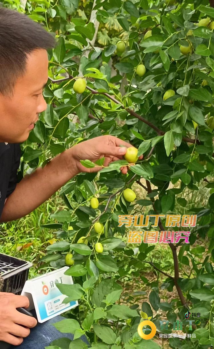 脆香枣子