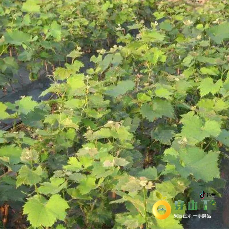 怀化夏黑巨峰辽峰甬优/乒乓球藤稔/紫甜/蜜光/巨玫瑰香/葡萄苗木培育基地小图