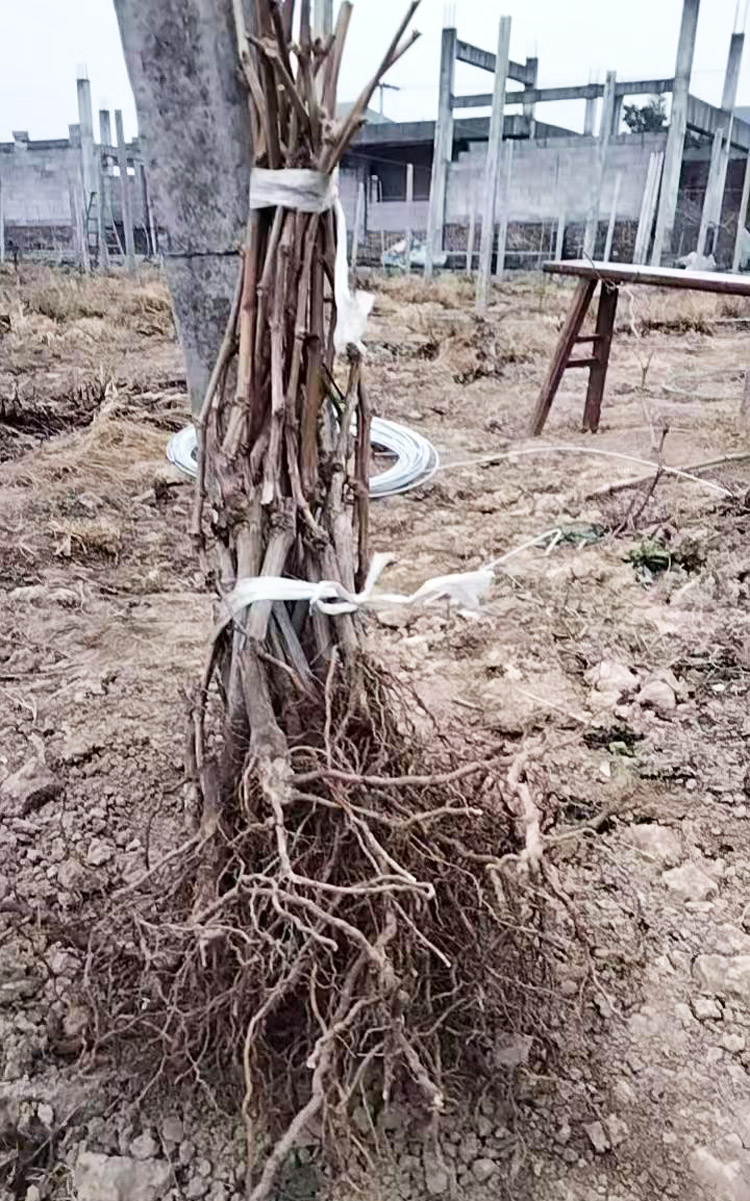 小图