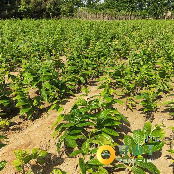 怀化泸阳板栗苗木基地_湖南板栗子树苗批发小图