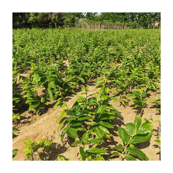 怀化泸阳板栗苗木基地_湖南板栗子树苗批发