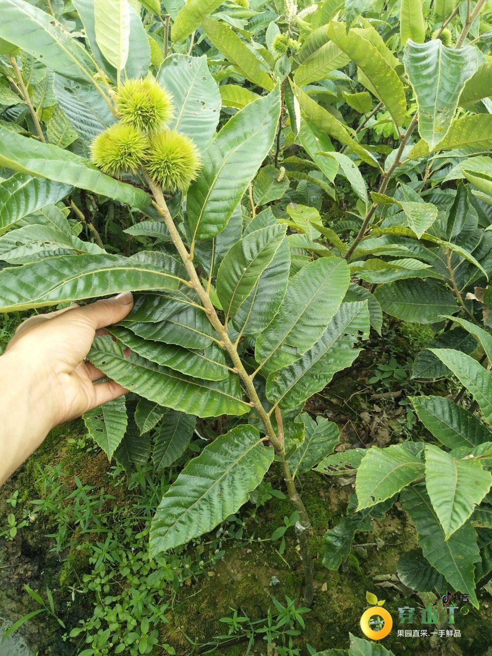 怀化泸阳板栗苗木基地_湖南板栗子树苗批发小图