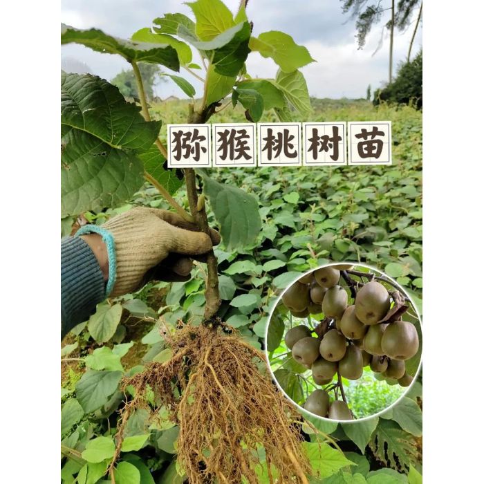 怀化麻阳红心猕猴桃果苗_麻阳奇异果树苗木批发