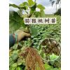 怀化麻阳红心猕猴桃果苗_麻阳奇异果树苗木批发