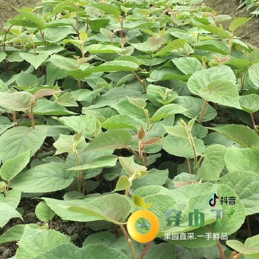 麻阳红心猕猴桃果苗