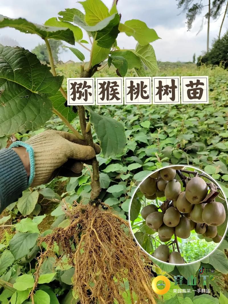 麻阳红心猕猴桃