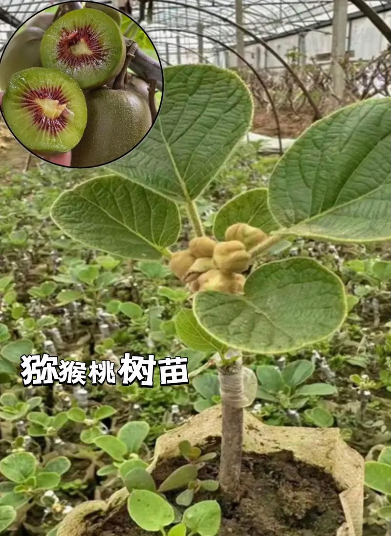 小图