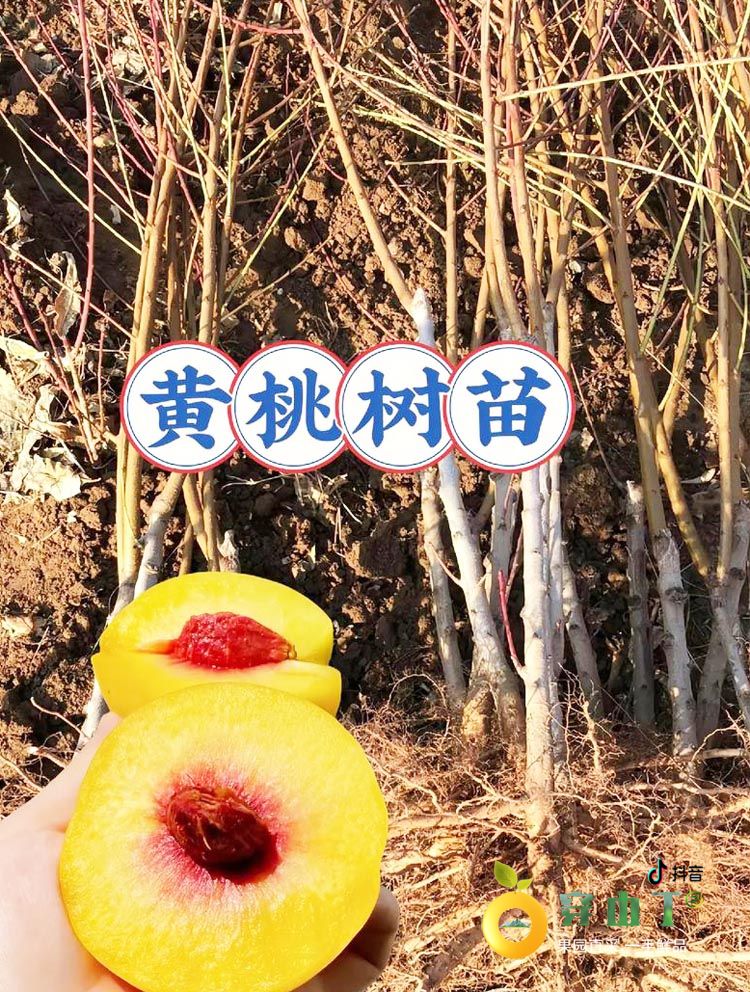 怀化麻阳锦绣黄桃树苗_黄桃果树苗子批发小图