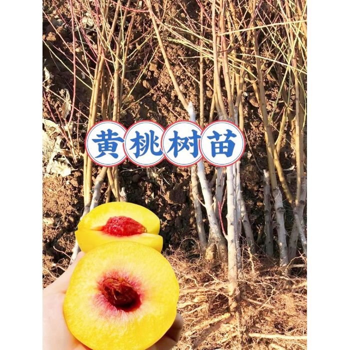 怀化麻阳锦绣黄桃树苗_黄桃果树苗子批发