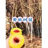 怀化麻阳锦绣黄桃树苗_黄桃果树苗子批发