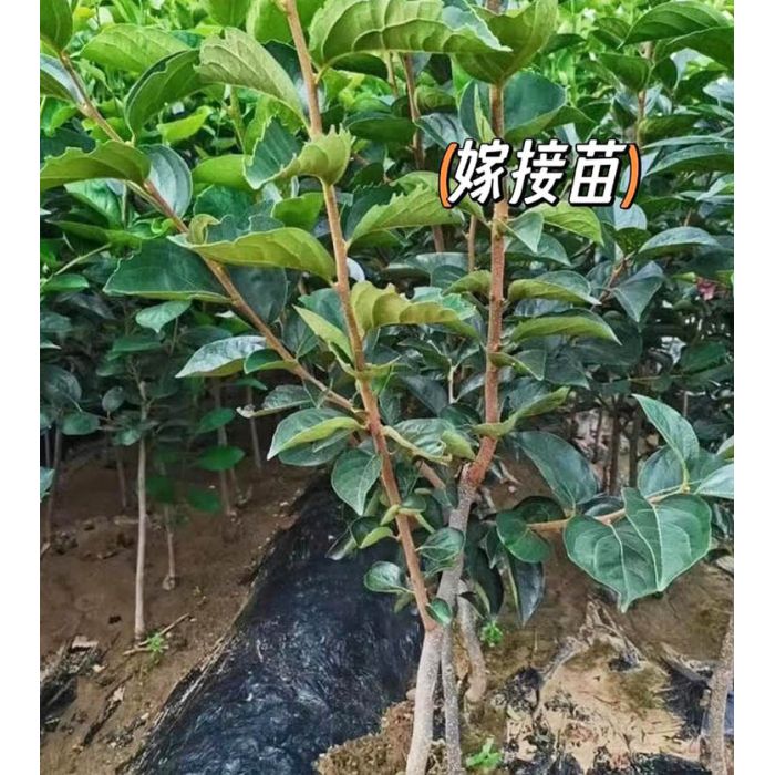 怀化泸阳高山柿子苗_湖南怀化甜柿子苗嫁接苗木批发