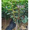 怀化泸阳高山柿子苗_湖南怀化甜柿子苗嫁接苗木批发
