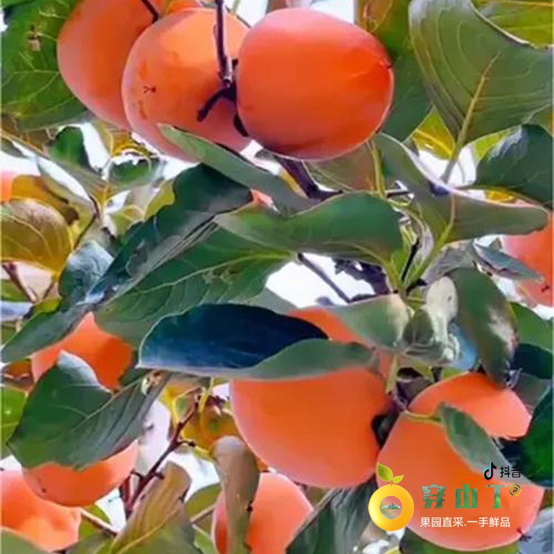怀化泸阳高山柿子苗_湖南怀化甜柿子苗嫁接苗木批发小图