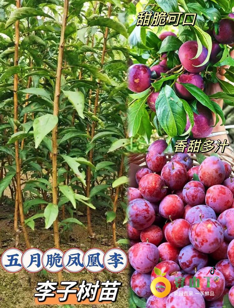 怀化李子树苗_湖南五月脆凤凰李子树苗木批发种植基地小图