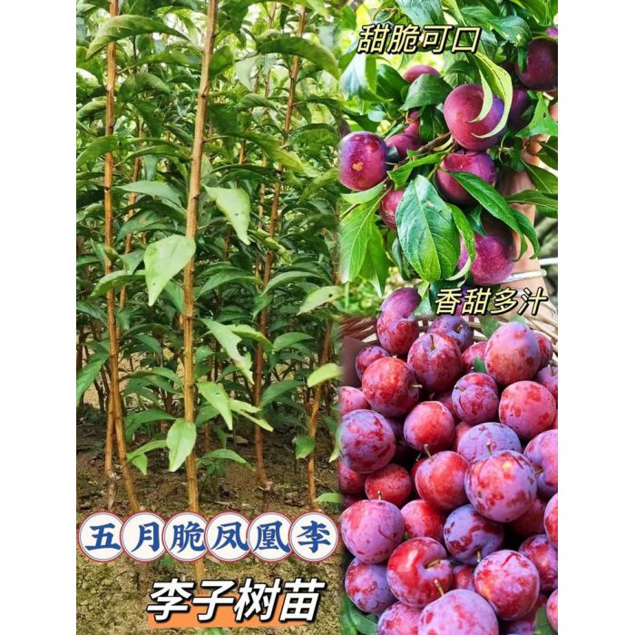 怀化李子树苗_湖南五月脆凤凰李子树苗木批发种植基地