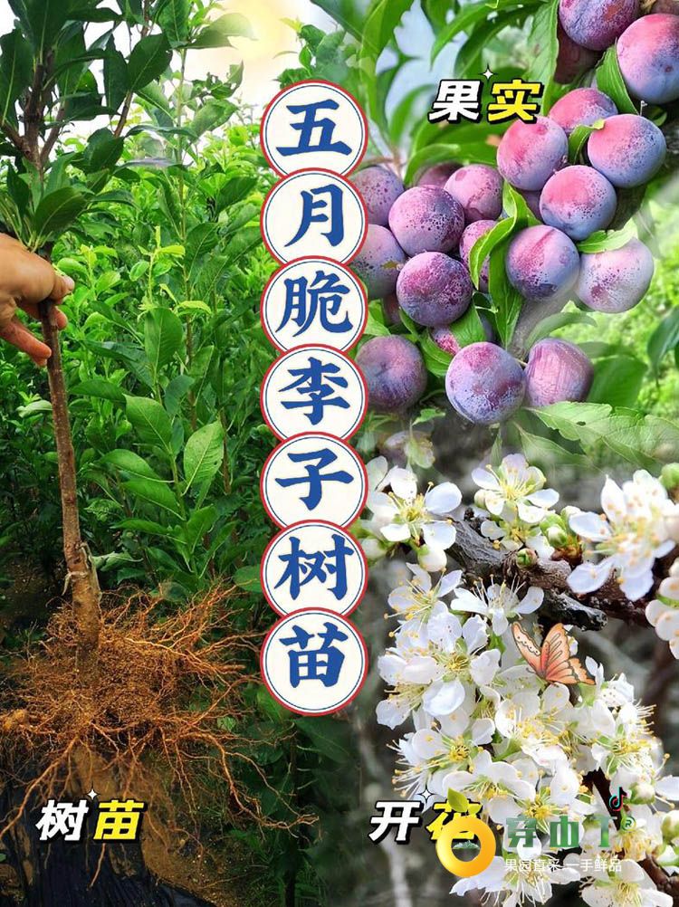 怀化李子树苗_湖南五月脆凤凰李子树苗木批发种植基地小图
