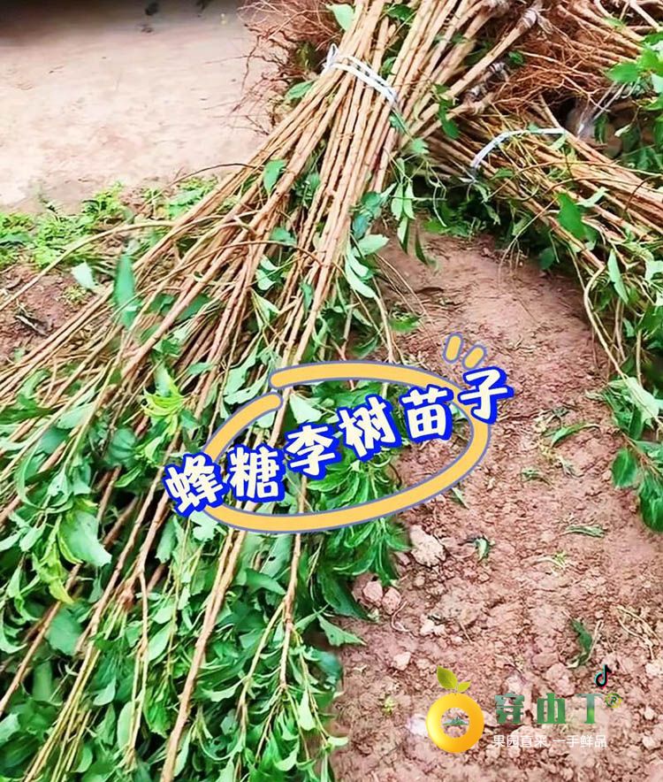 怀化李子树苗_湖南蜂糖李子树苗木批发种植基地小图