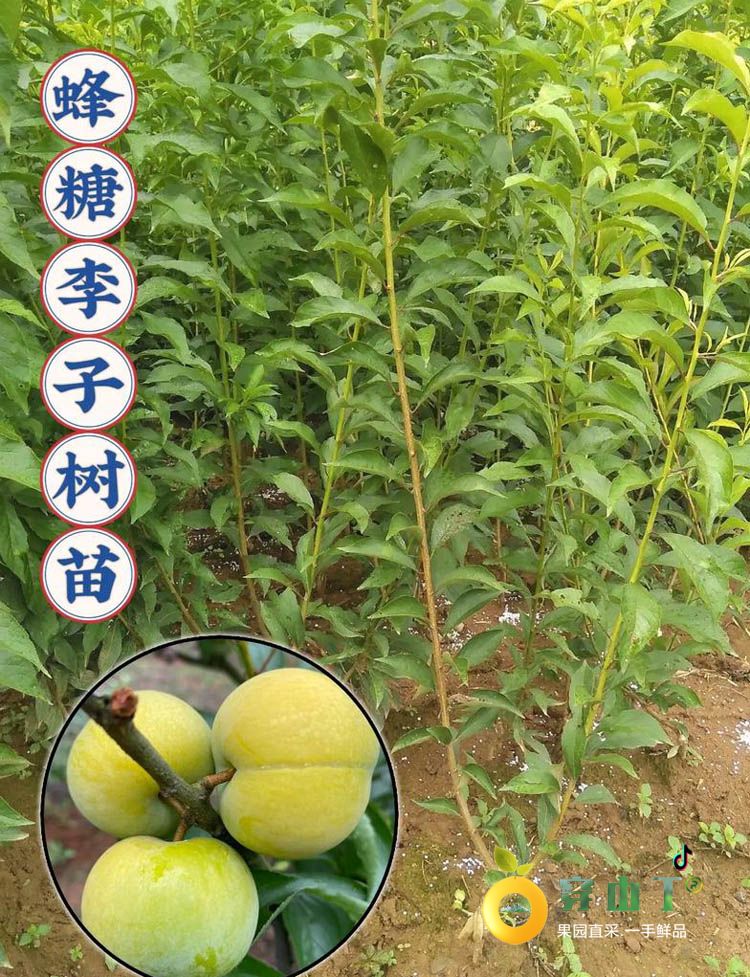 怀化李子树苗_湖南蜂糖李子树苗木批发种植基地小图