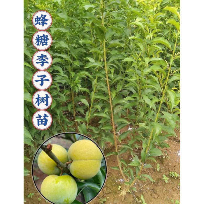 怀化李子树苗_湖南蜂糖李子树苗木批发种植基地