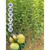 怀化李子树苗_湖南蜂糖李子树苗木批发种植基地