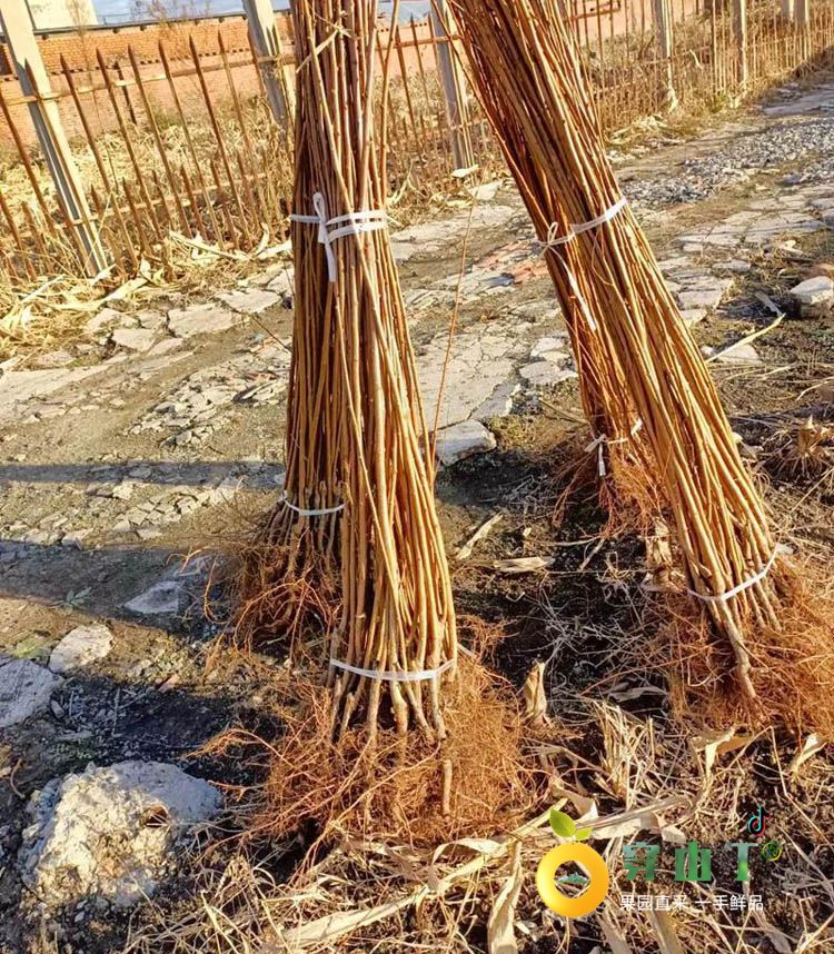 怀化李子树苗_湖南蜂糖李子树苗木批发种植基地小图