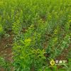 怀化李子树苗_蜂糖李子树苗木种植基地批发