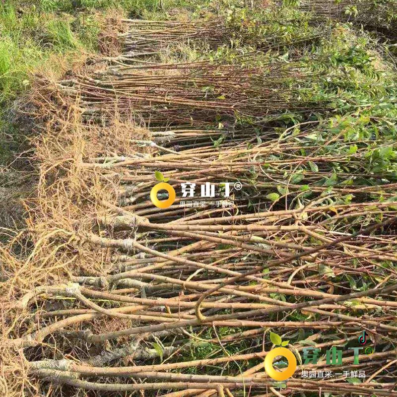 怀化李子树苗_蜂糖李子树苗木种植基地批发小图