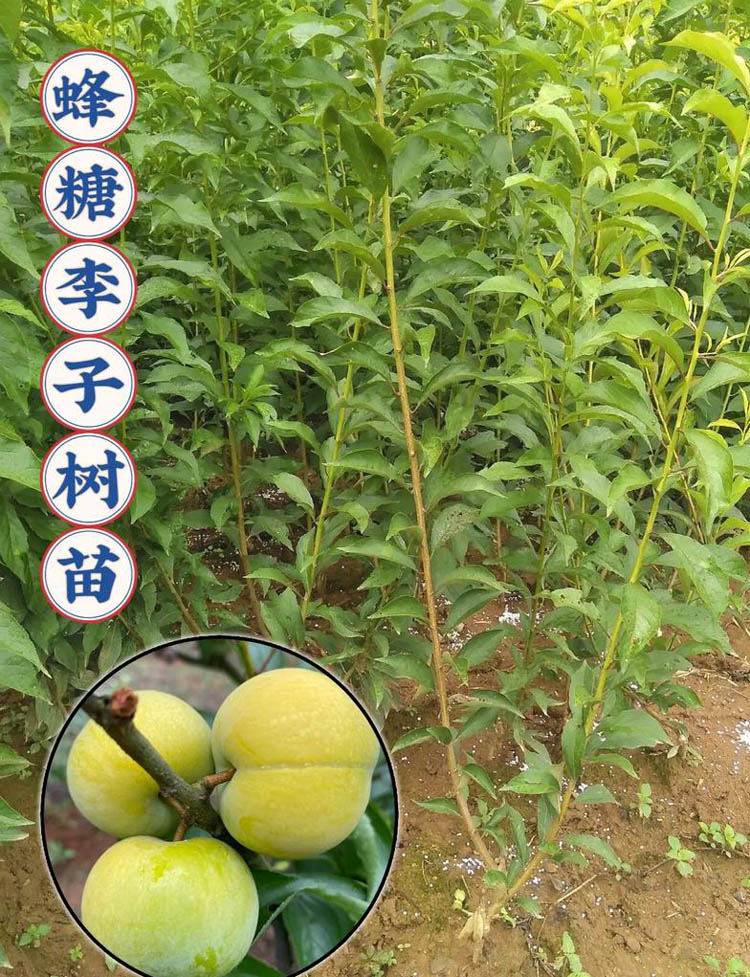 蜂糖李