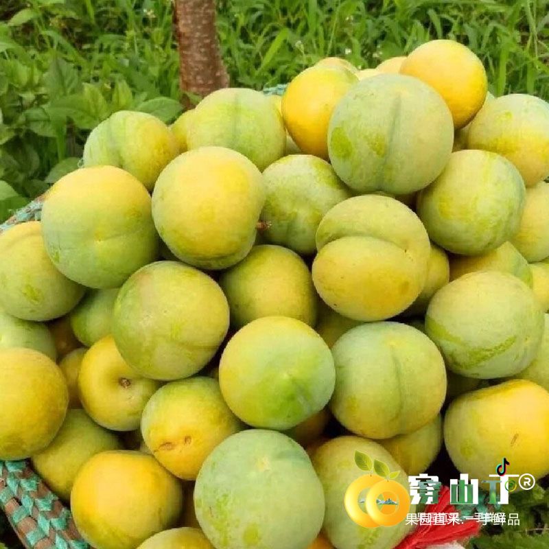 贵州省镇宁县六马镇蜂糖李小图