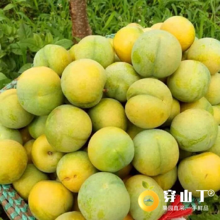 贵州省镇宁县六马镇蜂糖李