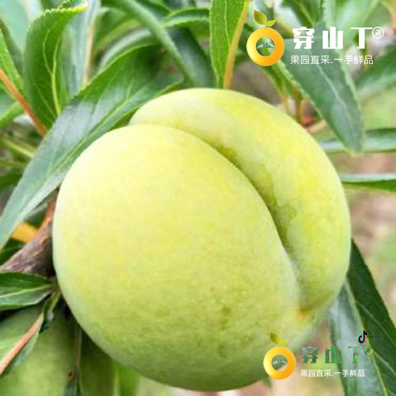 贵州省镇宁县六马镇蜂糖李小图