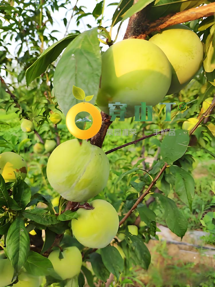 麻阳奈李