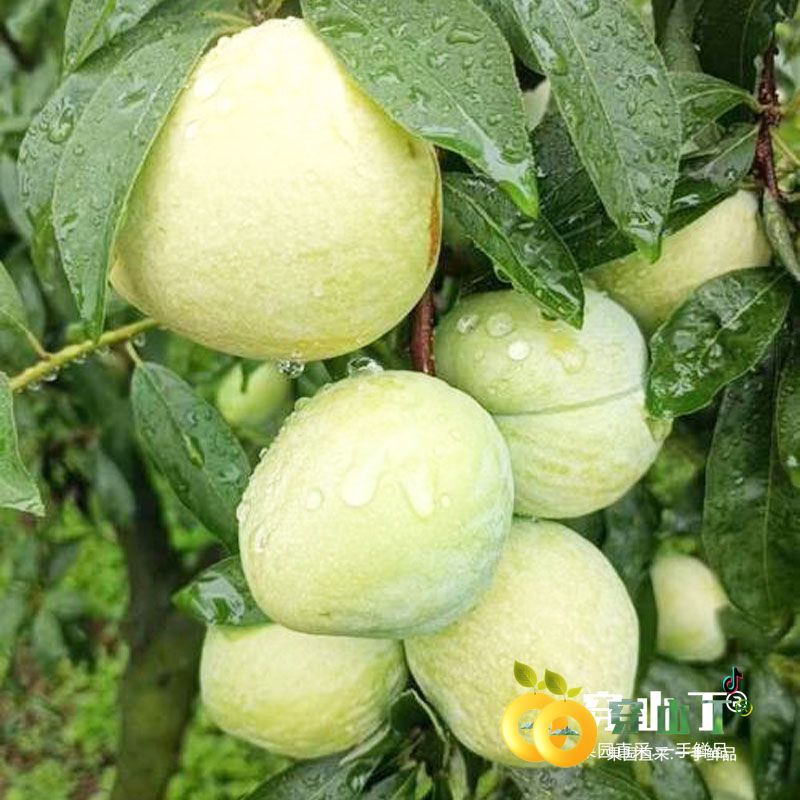 怀化麻阳奈李小图