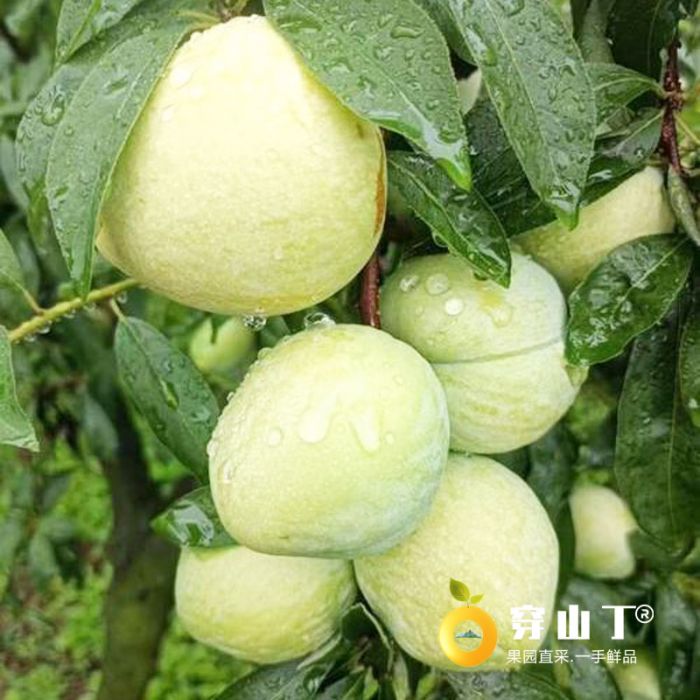 怀化麻阳奈李