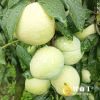 怀化麻阳奈李
