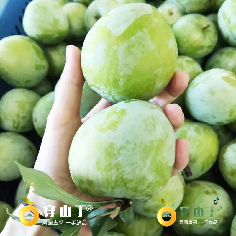 怀化麻阳奈李小图