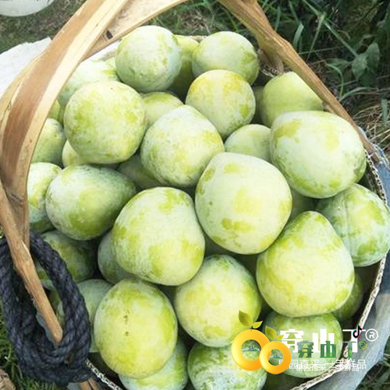怀化麻阳奈李小图