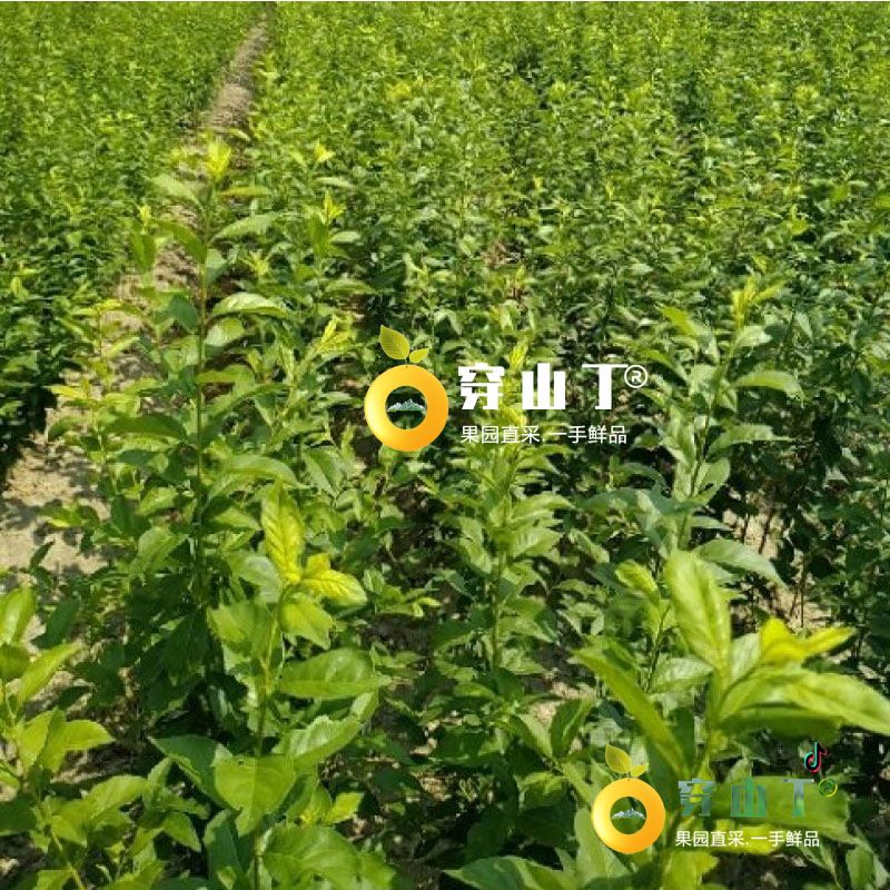 怀化麻阳奈李苗木种植基地李子树苗批发小图
