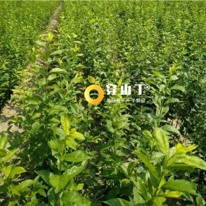怀化麻阳奈李苗木种植基地李子树苗批发