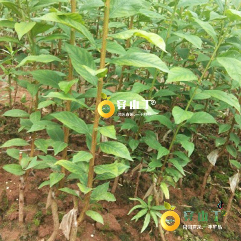 怀化麻阳奈李苗木种植基地李子树苗批发小图
