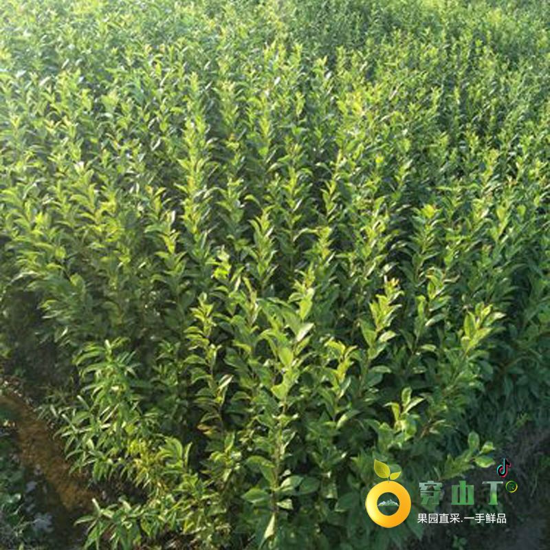 怀化麻阳奈李苗木种植基地李子树苗批发小图
